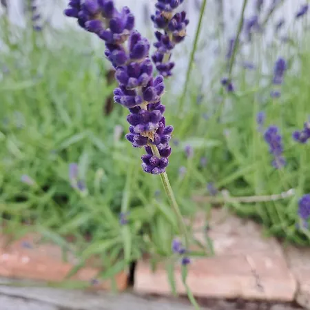 Holiday home La Petite Maison A Charming, Peaceful In The Countryside *