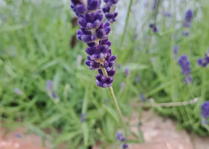 Prázdninový dům La Petite Maison A Charming, Peaceful In The Countryside *